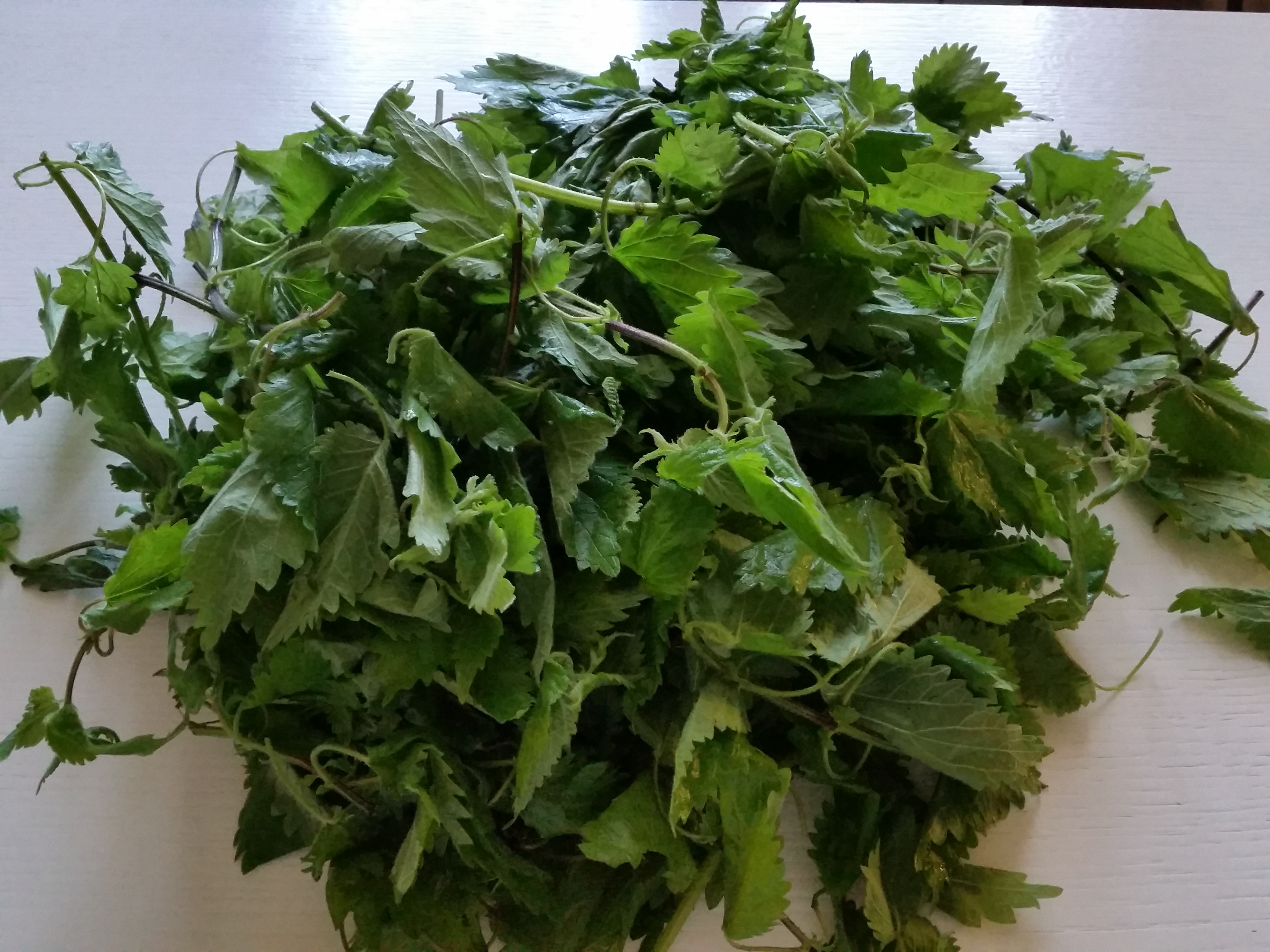 Rucola